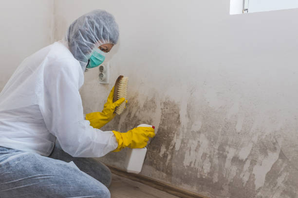 Best Industrial Mold Remediation  in Hildebran, NC