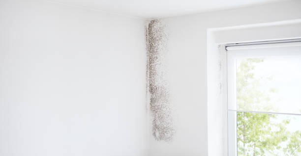 Best Mold Remediation for Healthcare Facilities  in Hildebran, NC