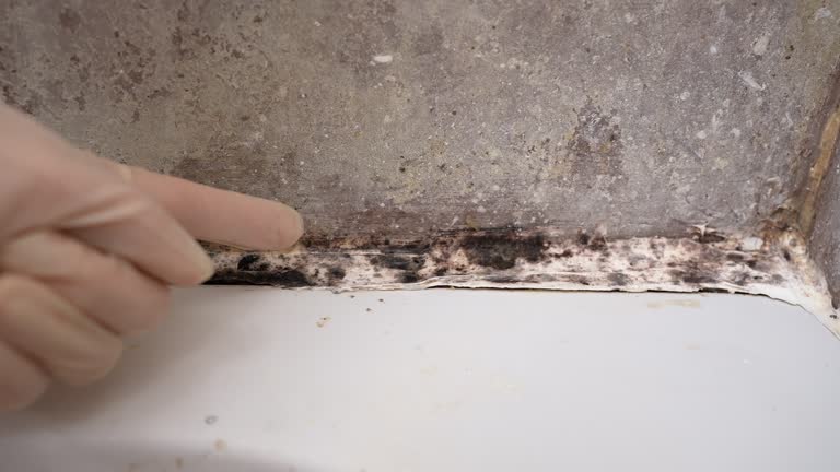 Best Mold Odor Removal Services  in Hildebran, NC