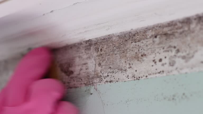 Best Asbestos and Lead Testing During Mold Inspection  in Hildebran, NC